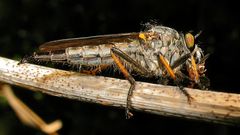 Raubfliege (Fam. Asilidae), etwa 15 mm lang, mit Beute: einer kleineren Fliege