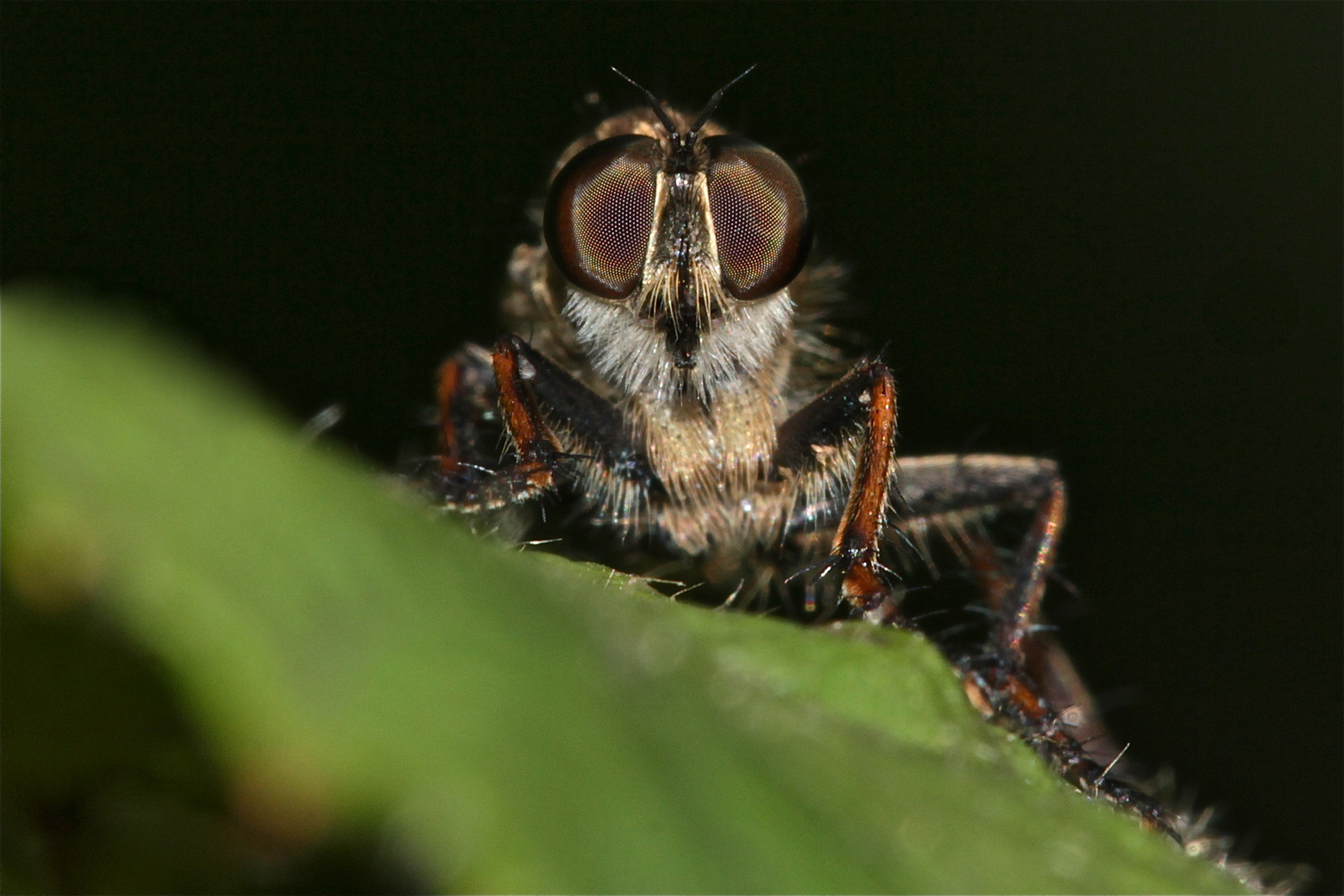 Raubfliege (Fam. Asilidae)