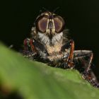 Raubfliege (Fam. Asilidae)