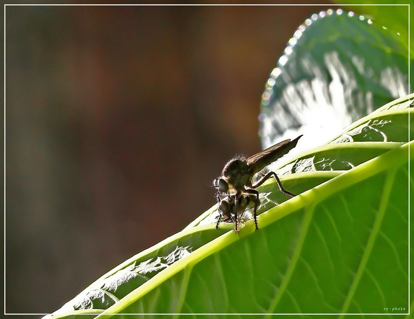 Raubfliege frist Stubenfliege