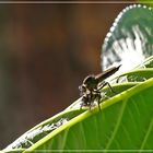 Raubfliege frist Stubenfliege