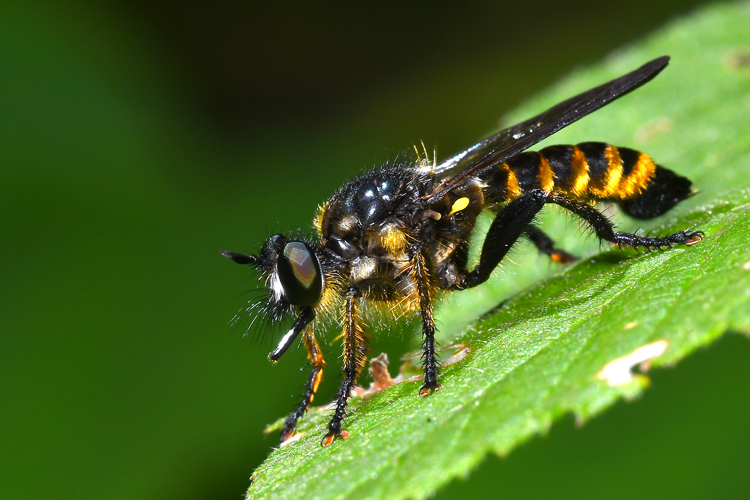 Raubfliege Gelberaubfliege Foto & Bild | tiere, wildlife, insekten