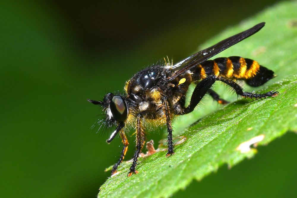 Raubfliege Gelberaubfliege Foto & Bild tiere, wildlife, insekten