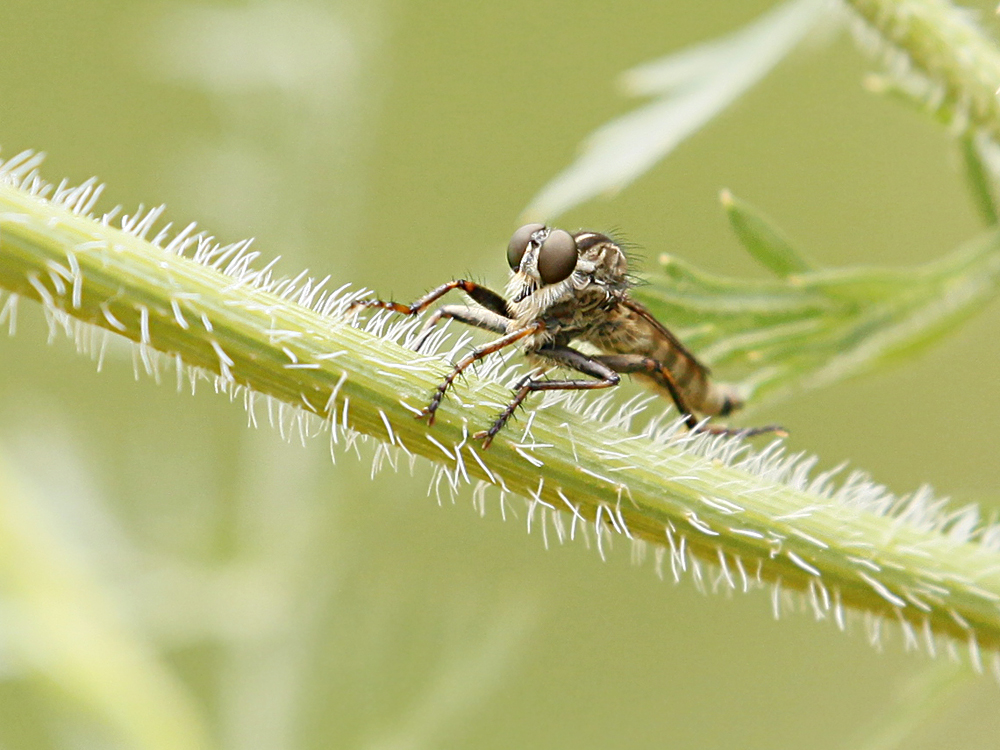 Raubfliege im Garten?