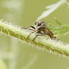 Raubfliege im Garten?