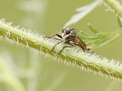 Raubfliege im Garten?