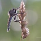 Raubfliege im Gegenlicht