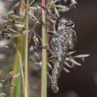 Raubfliege im Gras