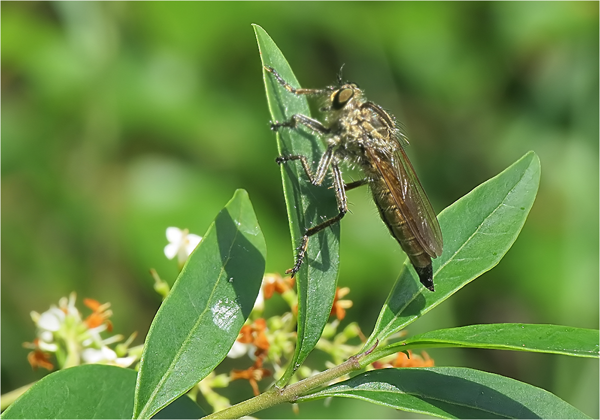  Raubfliege im Grünen