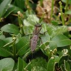 Raubfliege im heimischen Garten