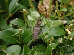 Raubfliege im heimischen Garten