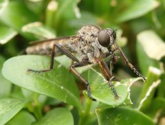 Raubfliege im heimischen Garten