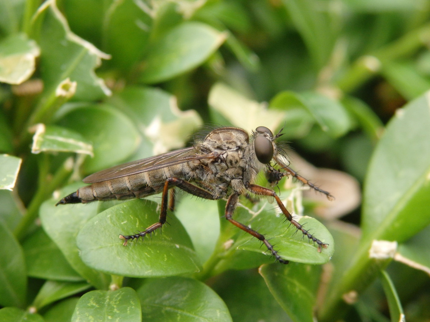 Raubfliege im heimischen Garten