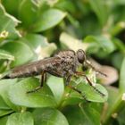 Raubfliege im heimischen Garten