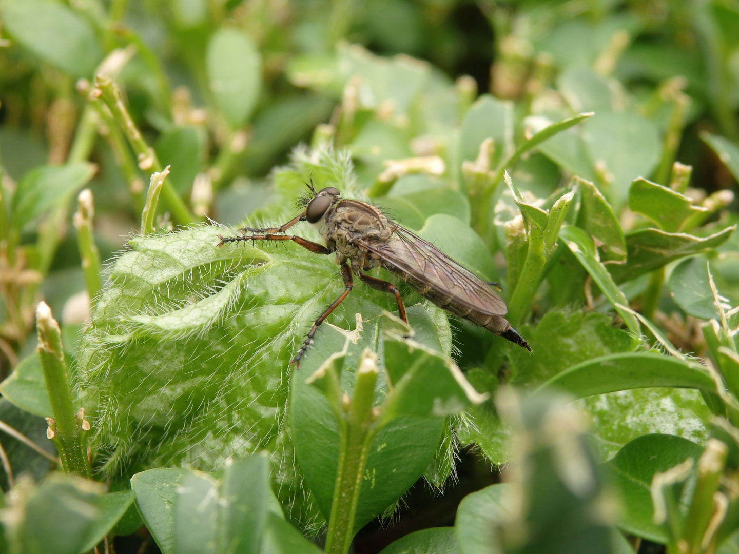 Raubfliege im heimischen Garten Foto & Bild tiere, wildlife, insekten