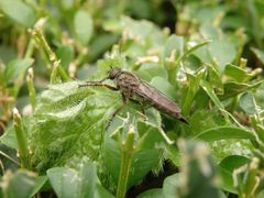 Raubfliege im heimischen Garten