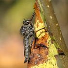 Raubfliege im herbstlichen Gebüsch