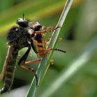 Raubfliege im Jagdglück...........