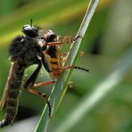 Raubfliege im Jagdglück...........