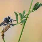 Raubfliege im Morgenmantel