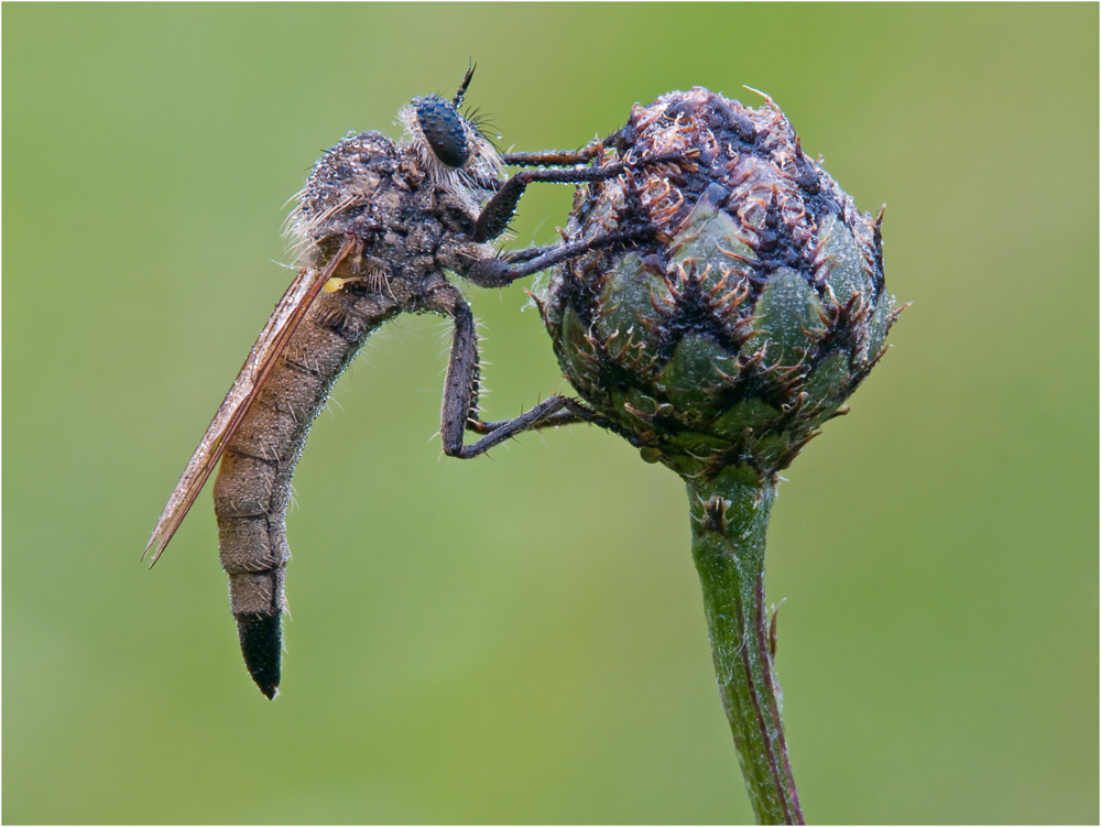 Raubfliege im Morgentau