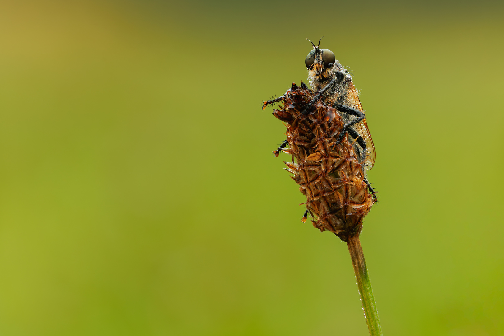 Raubfliege im Morgentau