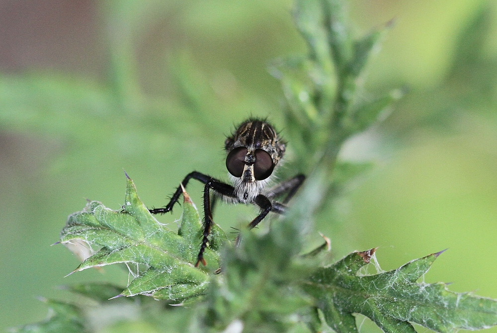 Raubfliege im Portrait