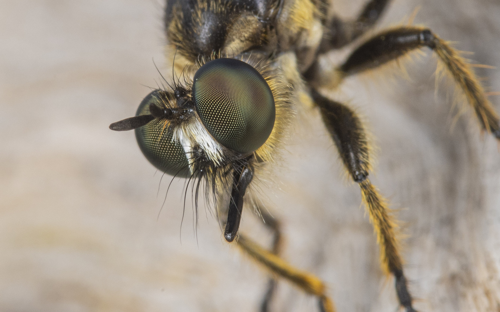 Raubfliege im Portrait I