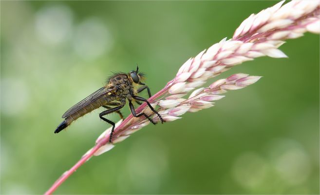 *Raubfliege im Ruhemodus..*