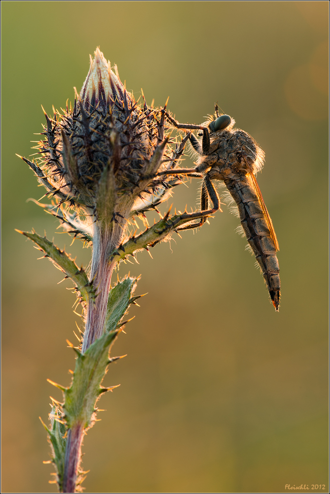 Raubfliege im Sonnenaufgang