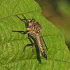 Raubfliege in den ersten Sonnenstrahlen