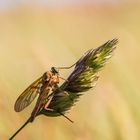 Raubfliege in der Abendsonne