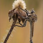 Raubfliege in der Heide