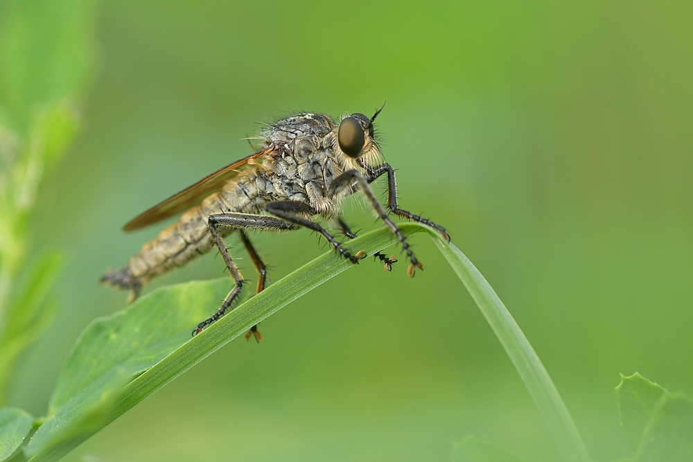 Raubfliege lauert auf Beute, Fotografin lauert auf Raubfliege