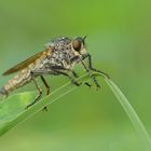 Raubfliege lauert auf Beute, Fotografin lauert auf Raubfliege