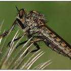 Raubfliege - Machimus atricapillus -