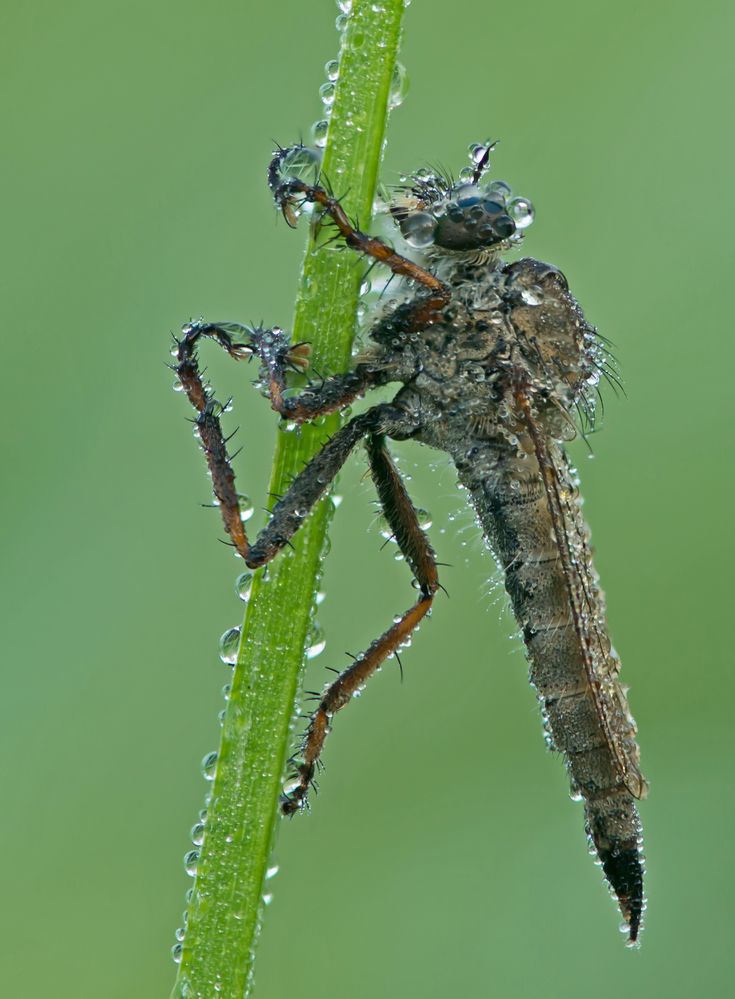 Raubfliege (Machimus atricapillus)