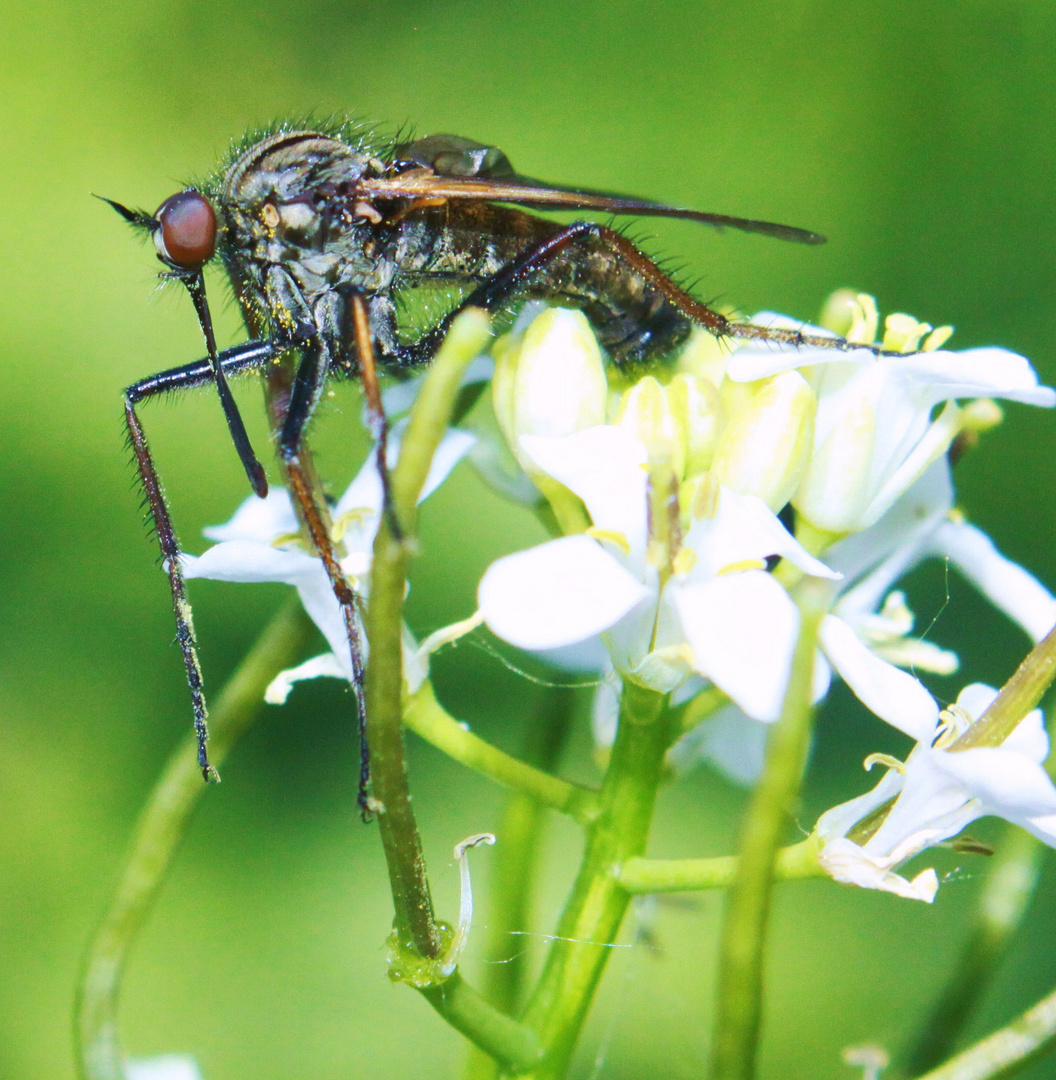 Raubfliege , Machimus atripacillus