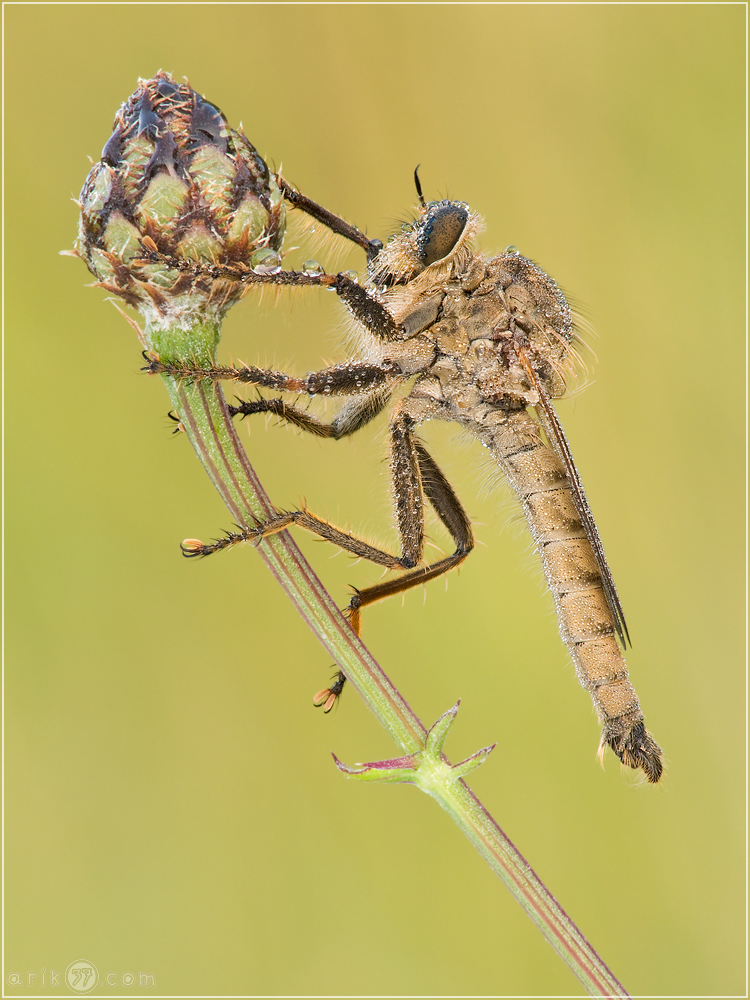 Raubfliege - Machimus rusticus (Männchen)