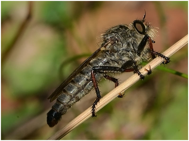 Raubfliege - Machimus sp.