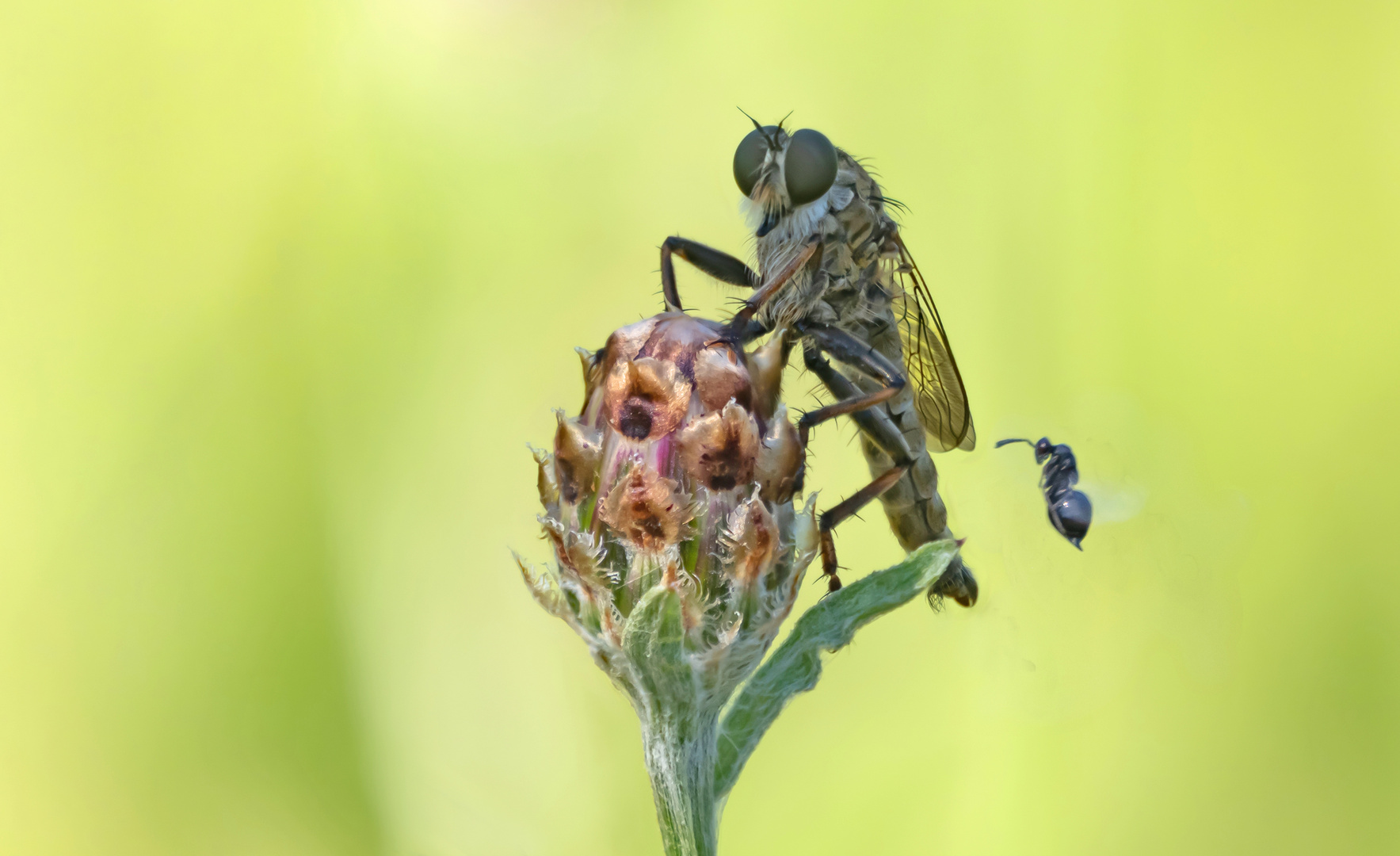 Raubfliege mit Besucher