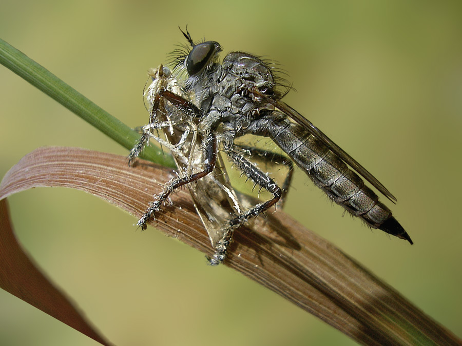 Raubfliege mit Beute