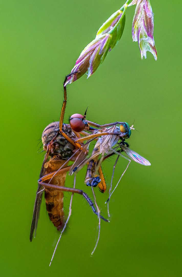 Raubfliege mit Beute