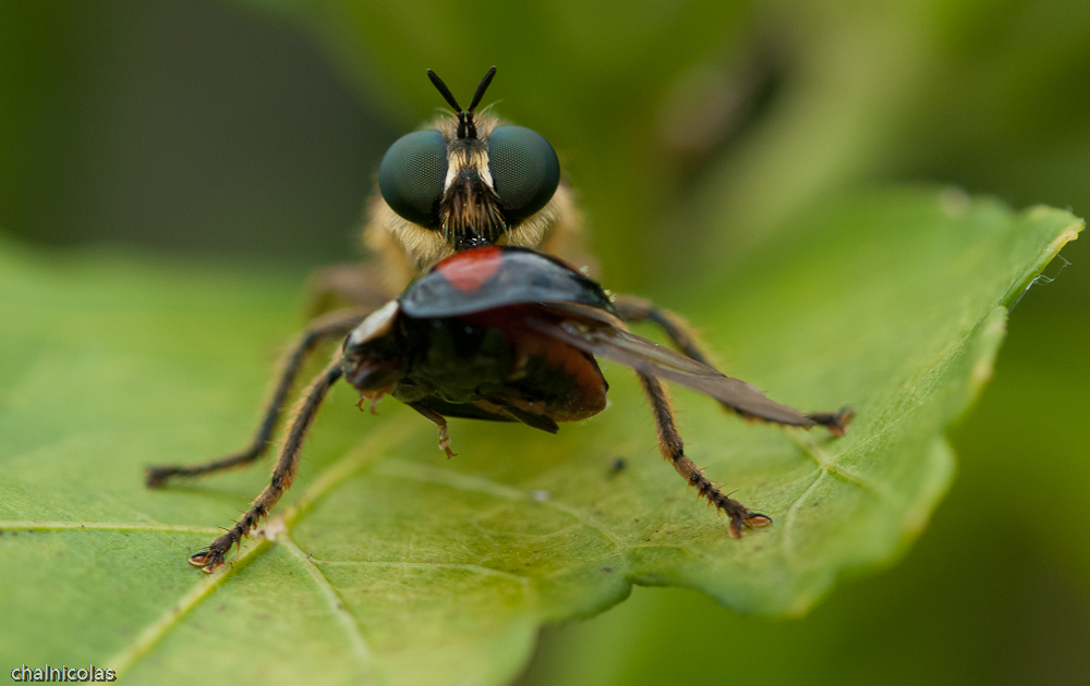 Raubfliege mit Beute