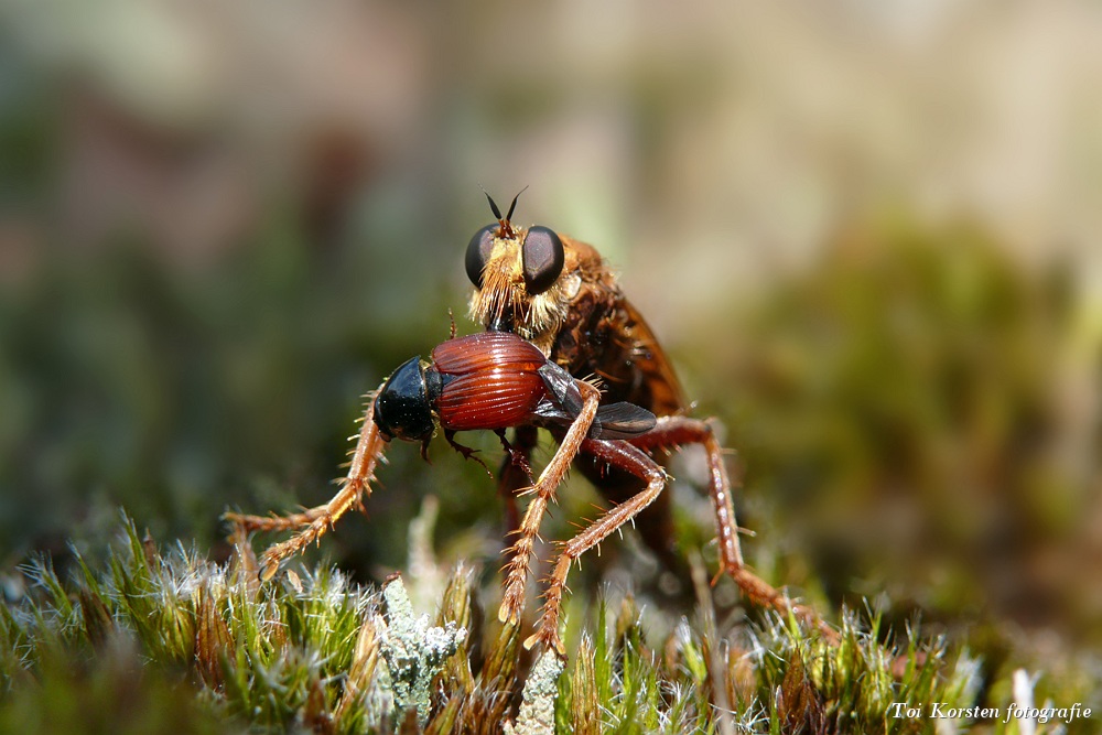 Raubfliege mit beute