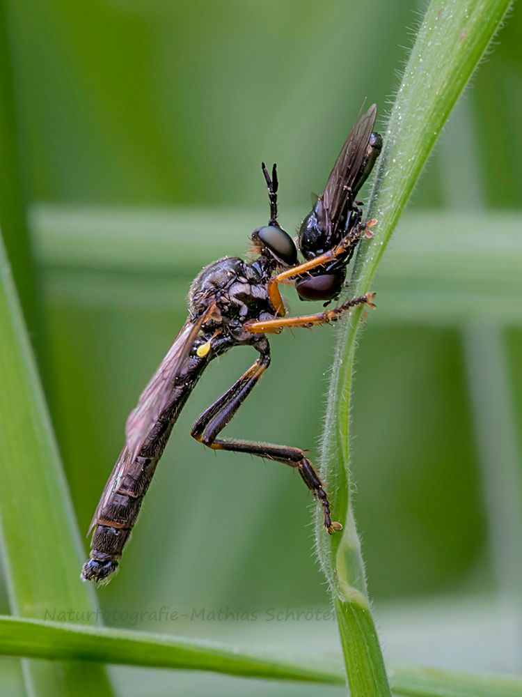 Raubfliege mit Beute