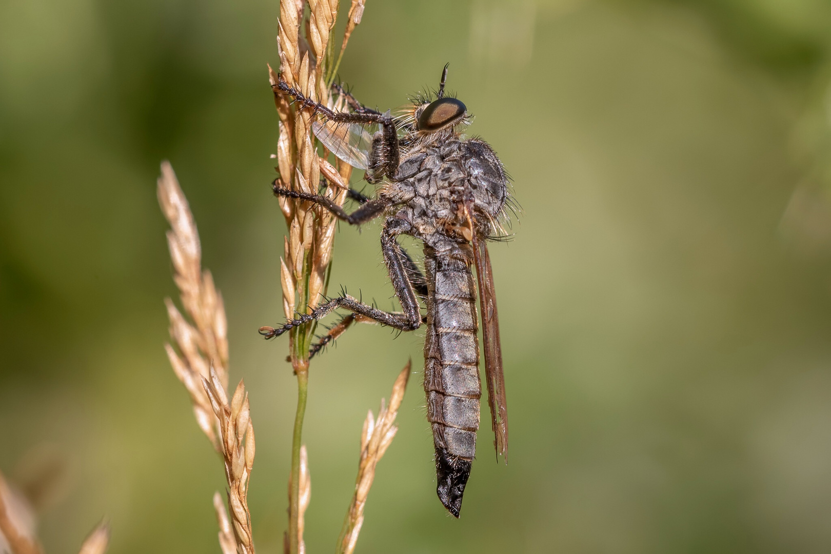 Raubfliege mit Beute