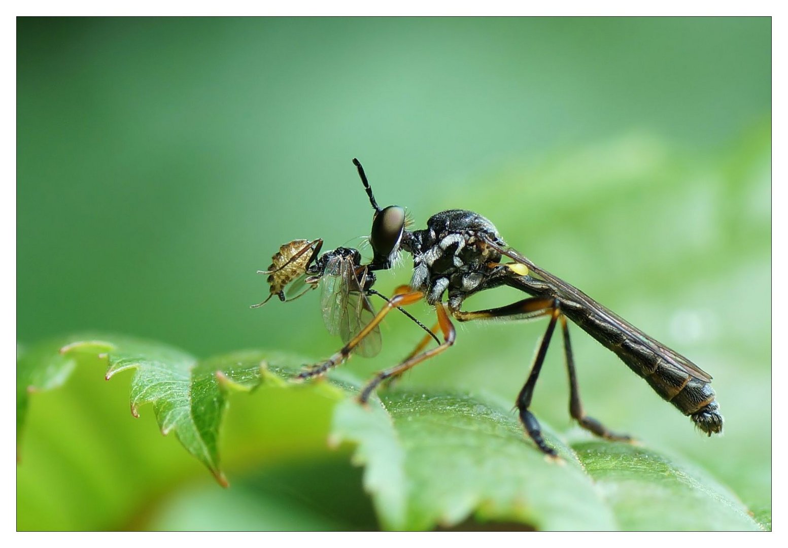 Raubfliege mit Beute