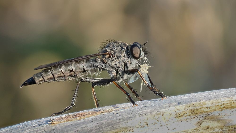 Raubfliege mit Beute