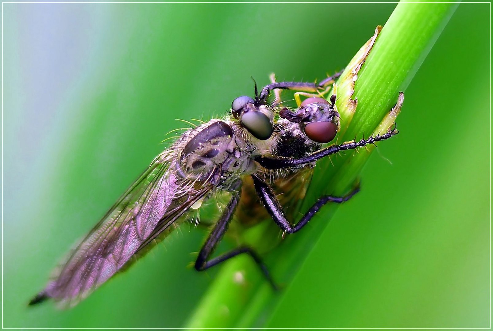 Raubfliege mit Beute